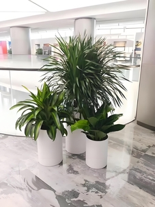 宁波江北花卉租赁方案